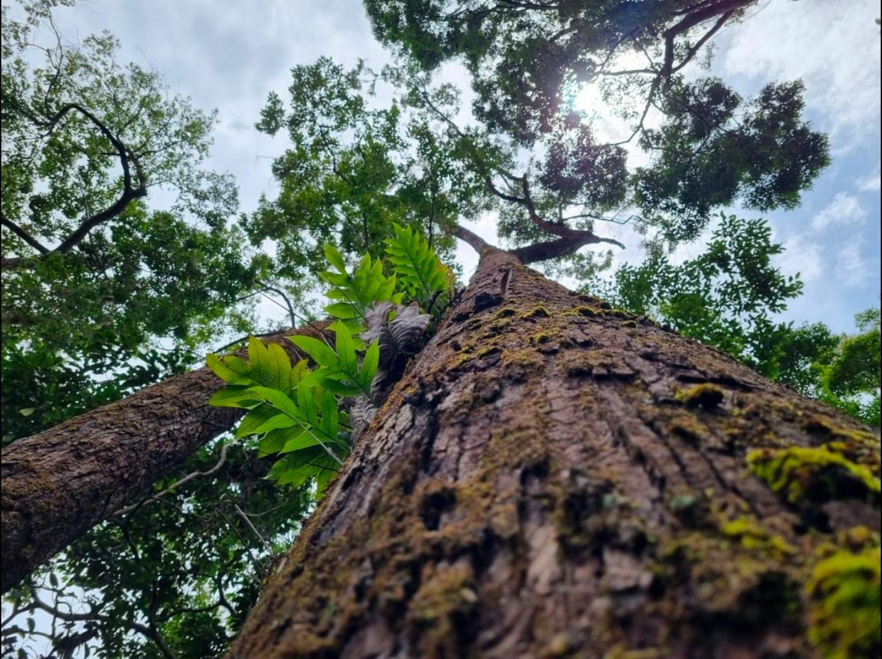 Forest and river landscape representing environmental stewardship